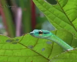 Leptophis depressirostris