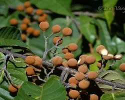 fruto de un árbol