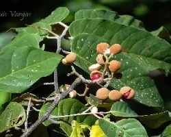 fruto