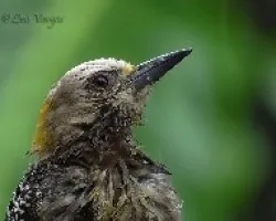Melanerpes hoffmannii