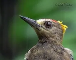 Melanerpes hoffmannii
