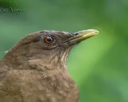 Turdus grayi