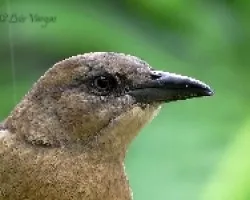 Quiscalus mexicanus -hembra-