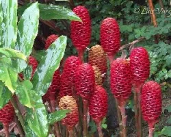 Maracas