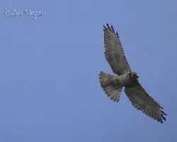 Buteo platypterus