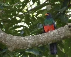 Trogon massena