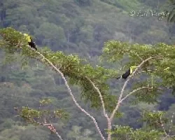 Ramphastos sulfuratus