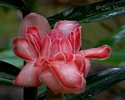 Flor
