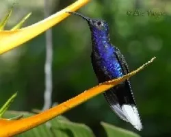 Campylopterus hemileucurus