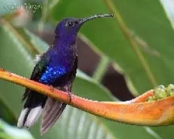 Campylopterus hemileucurus