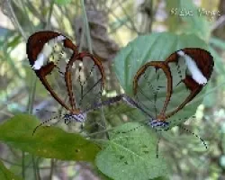 Amor transparente