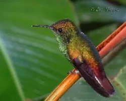Elvira cupreiceps