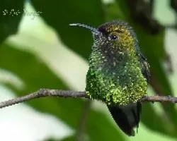 Elvira cupreiceps