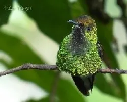 Elvira cupreiceps