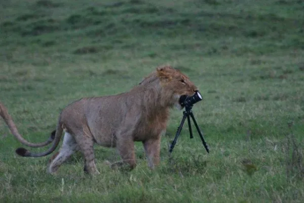 Foto