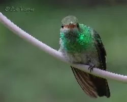 Amazilia tzacatl