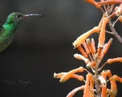 Amazilia tzacatl
