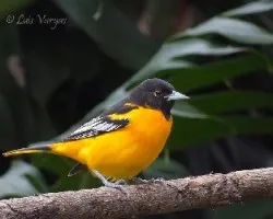 Icterus galbula