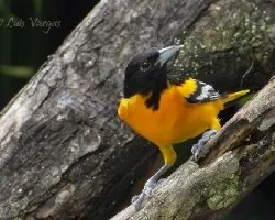 Icterus galbula