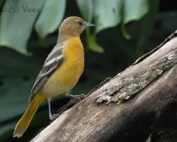 Icterus galbula