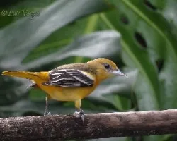 Icterus galbula