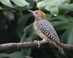 Melanerpes hoffmannii