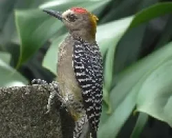 Melanerpes hoffmannii