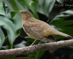 Turdus grayi