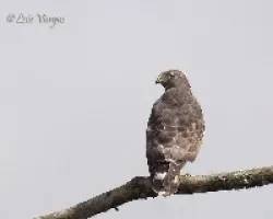 Buteo platypterus