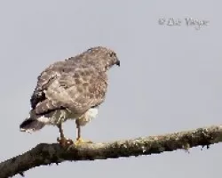 Buteo platypterus