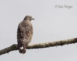 Buteo platypterus