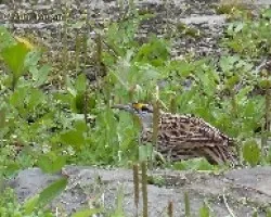 Sturnella magna