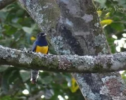 Trogon caligatus