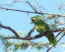 Amazona auropalliata