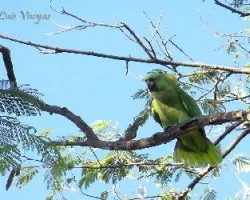 Amazona auropalliata