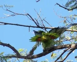Amazona auropalliata