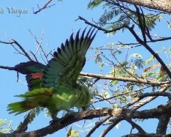 Amazona auropalliata