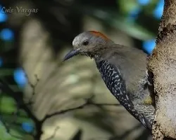 Melanerpes aurifrons