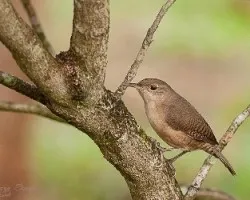 Troglodytes aedon