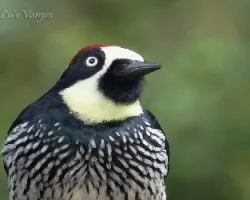 Melanerpes formicivorus