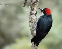Melanerpes formicivorus