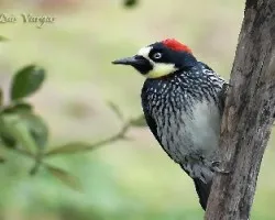 Melanerpes formicivorus