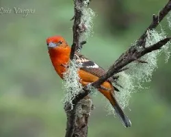Piranga bidentata