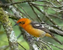 Piranga bidentata