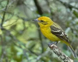 Piranga bidentata