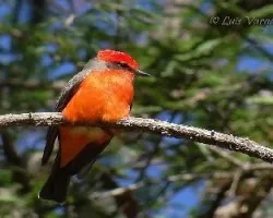 Pyrocephalus rubinus