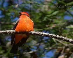 Pyrocephalus rubinus
