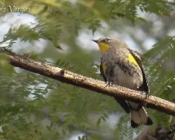 Dendroica coronata