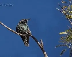 Sturnus vulgaris