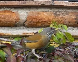 Turdus rufopalliatus